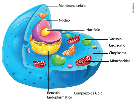 Imagem demonstrativa dos componentes do citoplasma