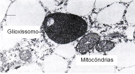 Imagem demonstrativa da Função Metabólica
