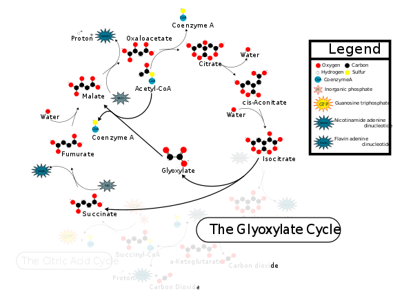 Imagem demonstrativa do Ciclo dos Glioxilatos