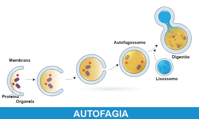 Imagem demonstrativa da Fagocitados dos Lisossomos