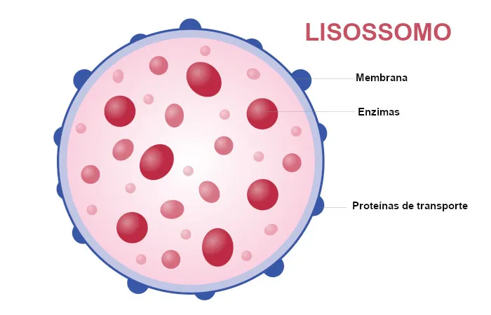 Imagem demonstrativa do Lisossomos