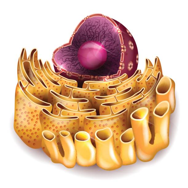 Imagem demonstrativa do Reticulo Endoplasmatico